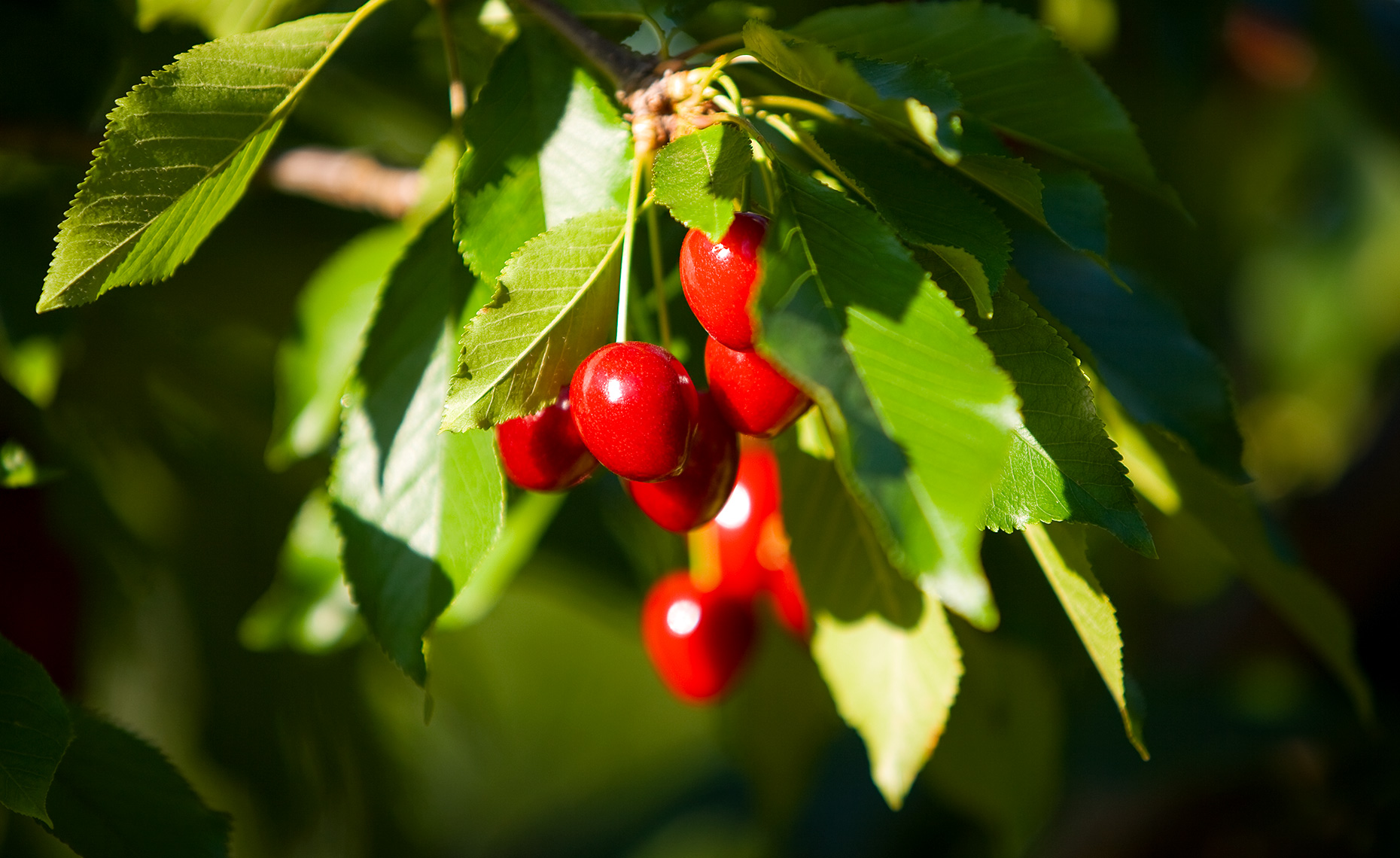 Bing cherries on cherry tree