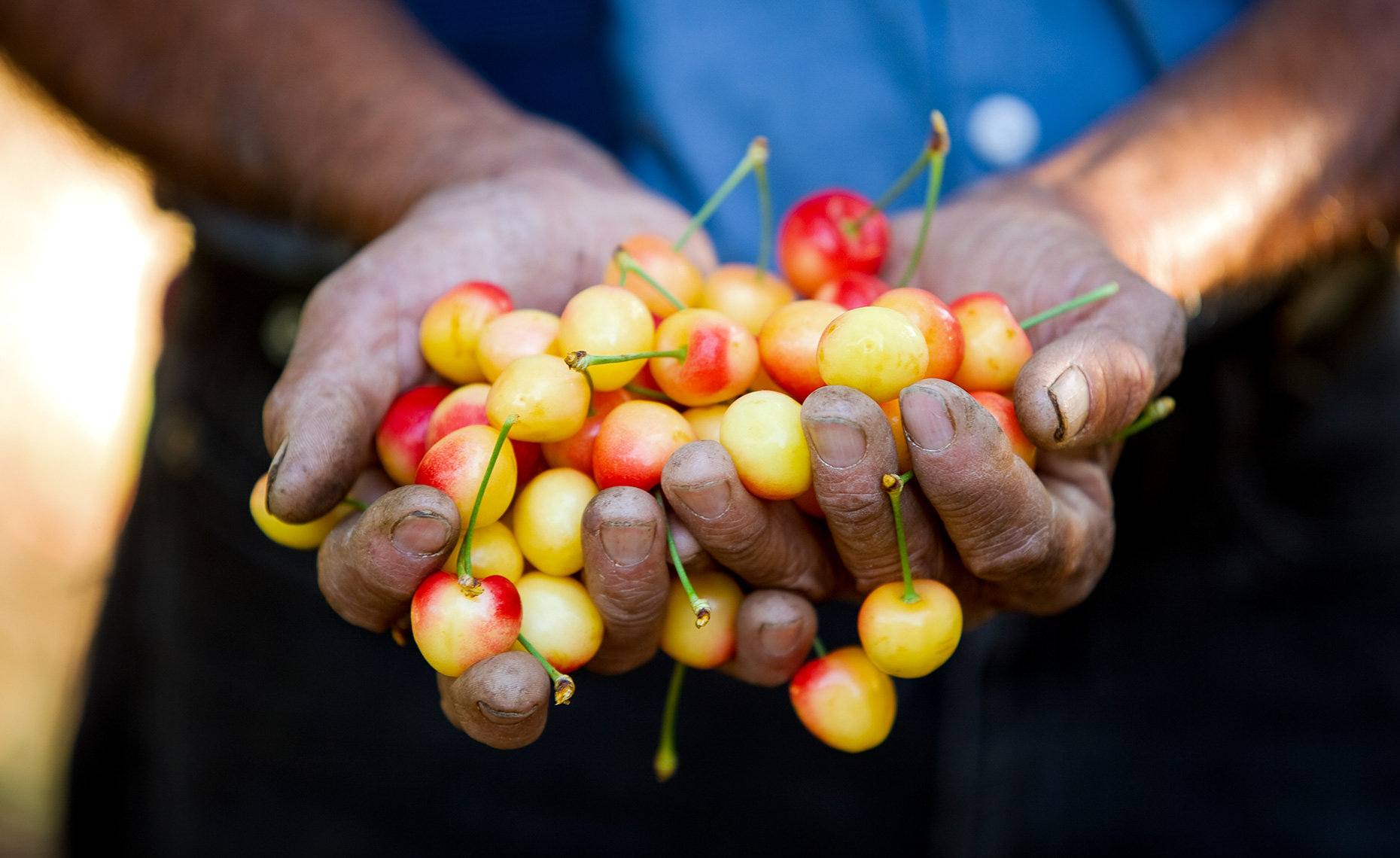Farmer holding fresh picked rainier cherries