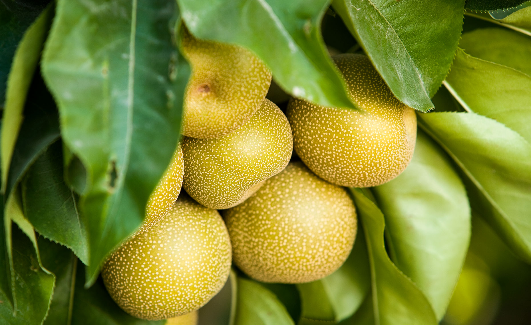 Asian pears on a tree