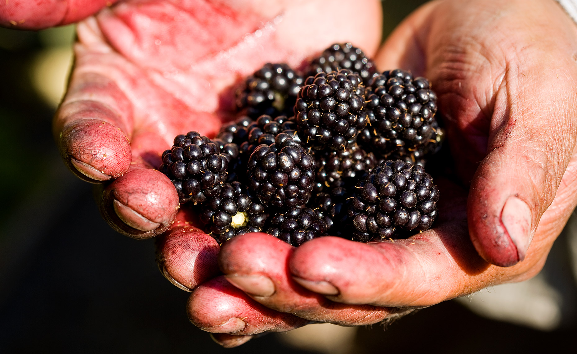 Hand holding fresh picked blackberries