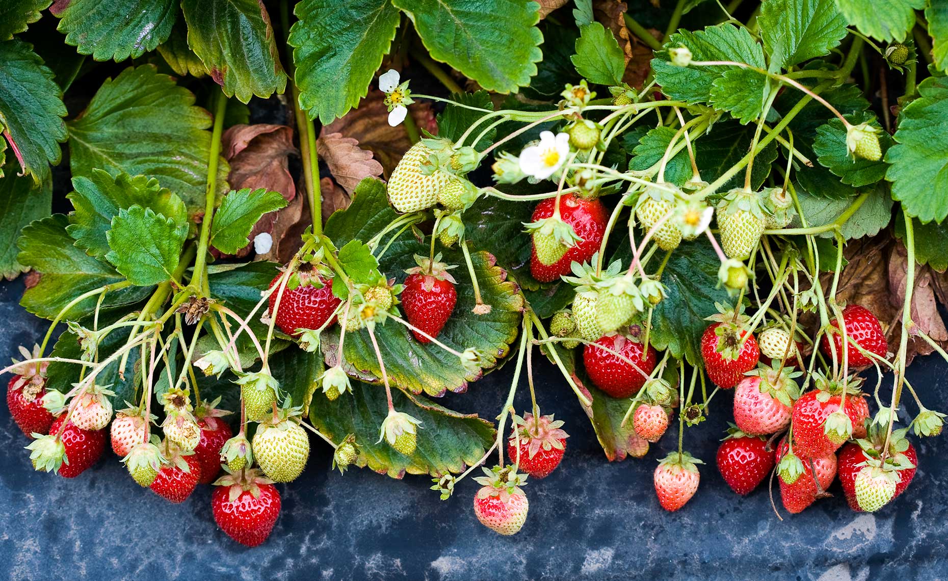 Strawberries on a strawberry plant 