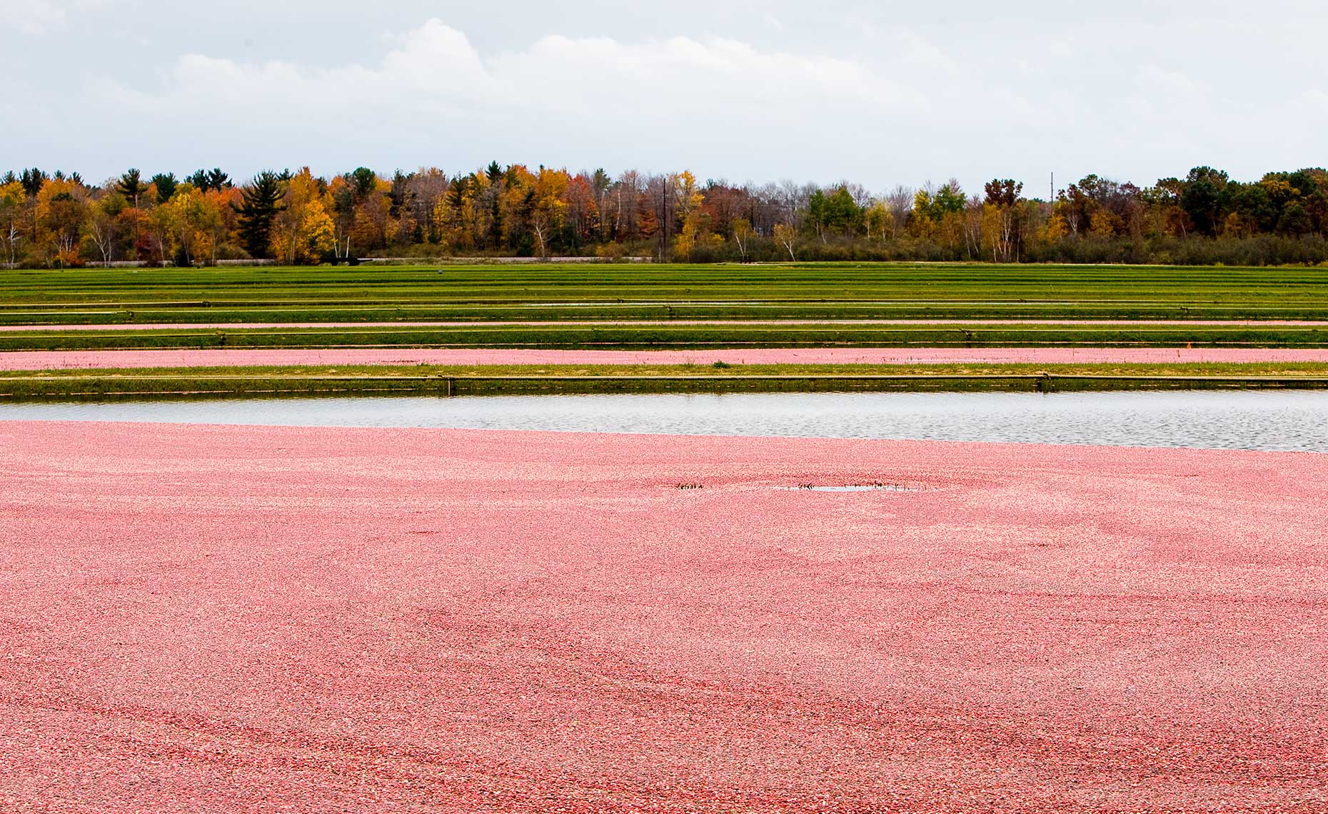 Cranberry bog in Wisconsin