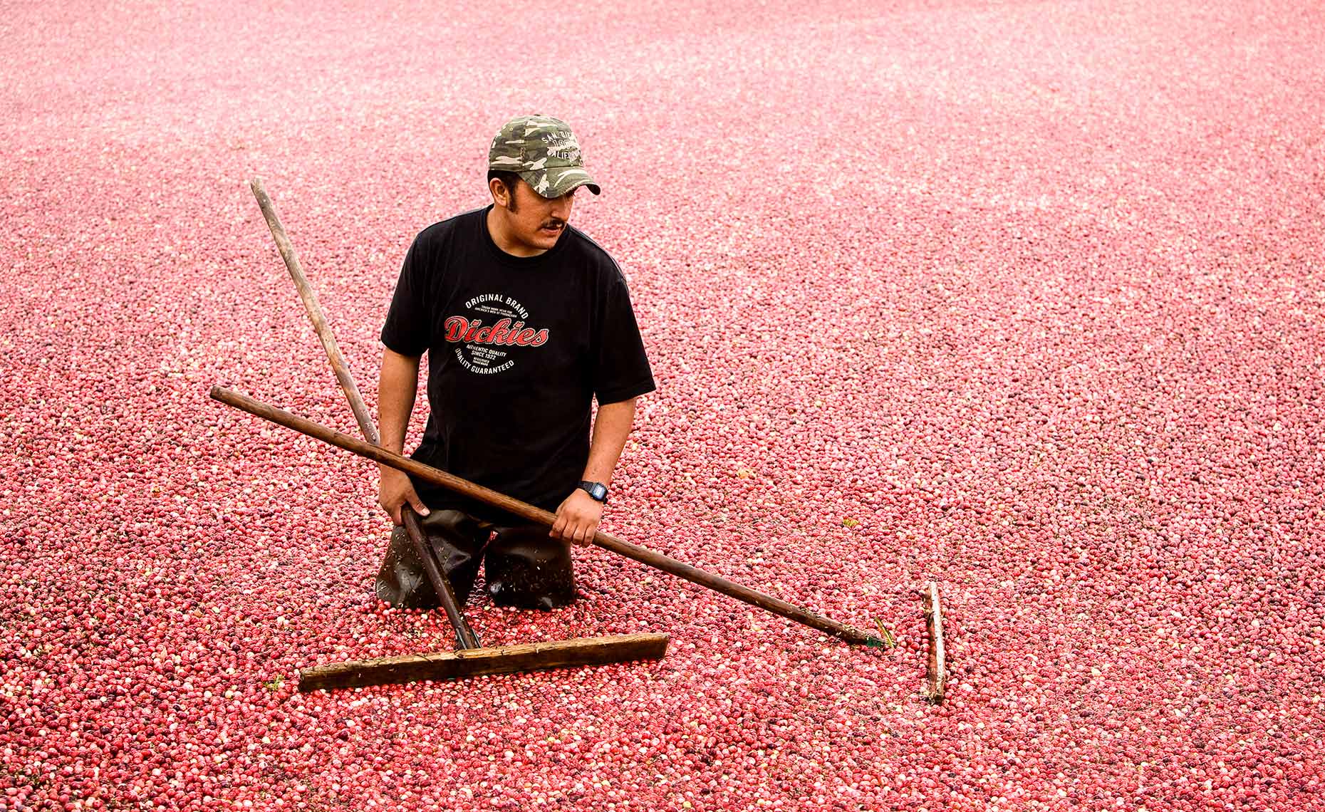 Farmer harvesting cranberries