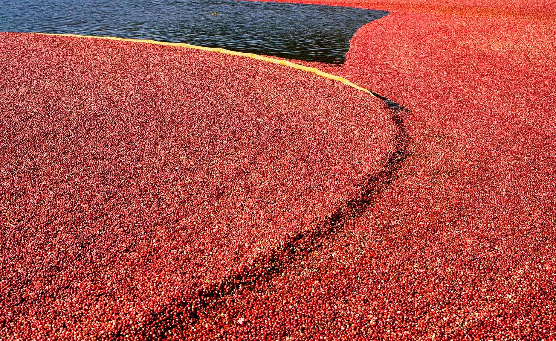 Harvesting at a cranberry bog