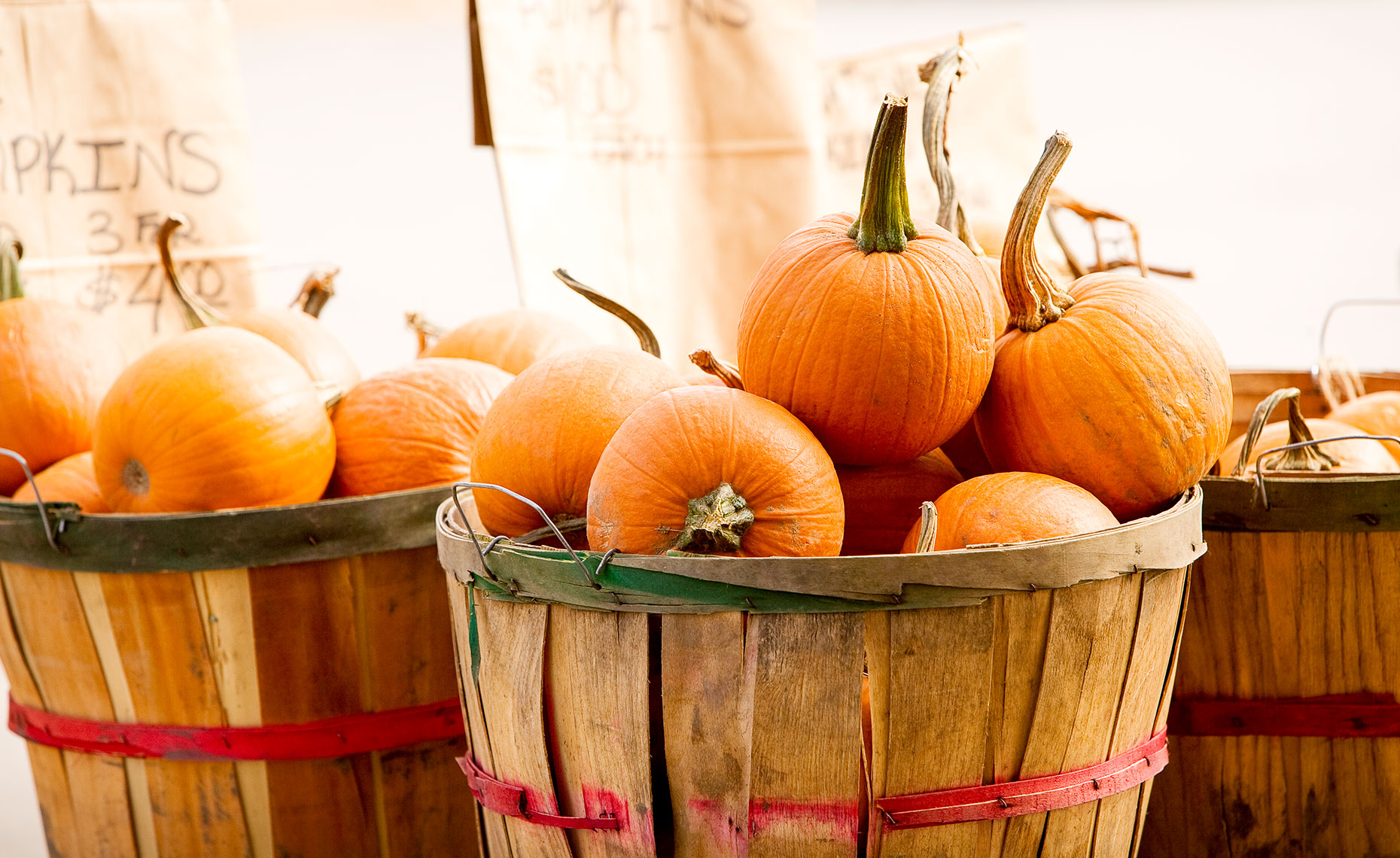 Pumpkins in bushel baskets
