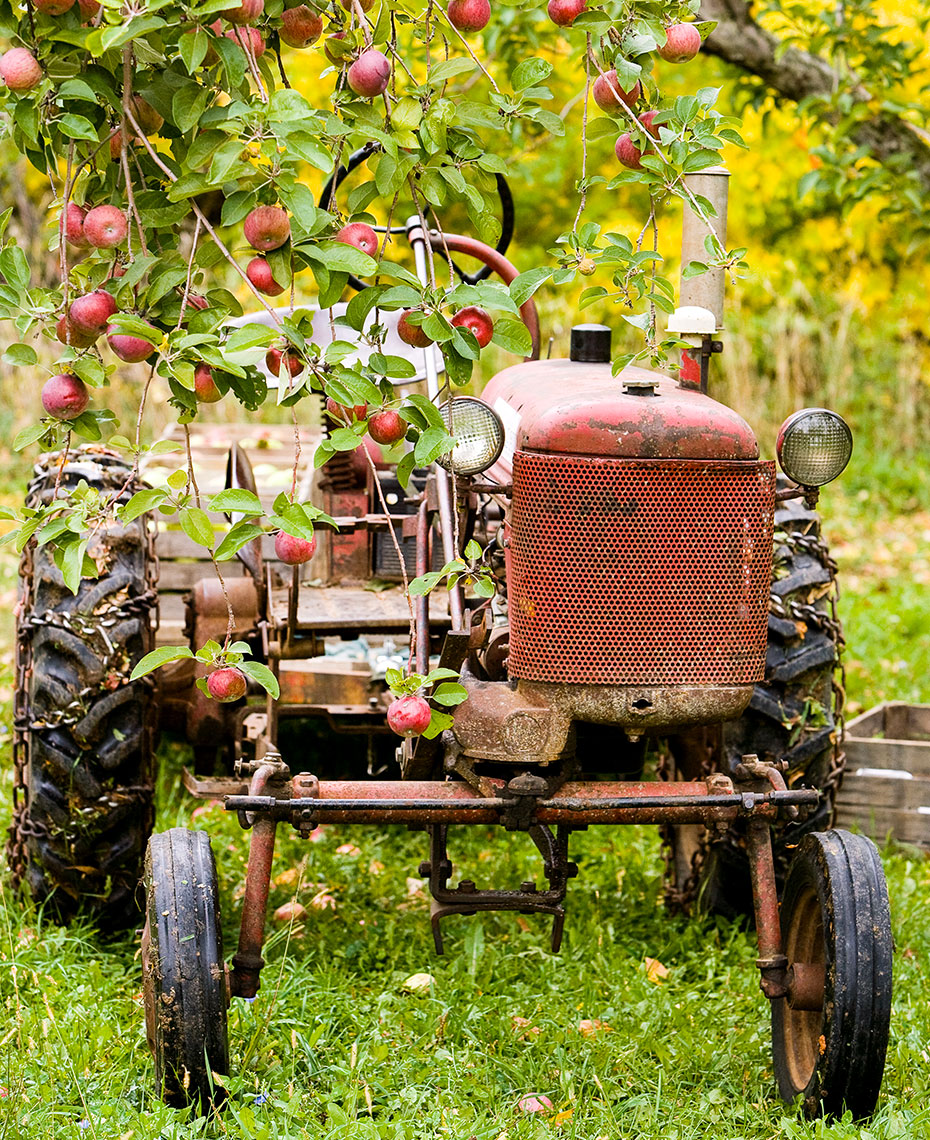 Rustic tractor at apple farm