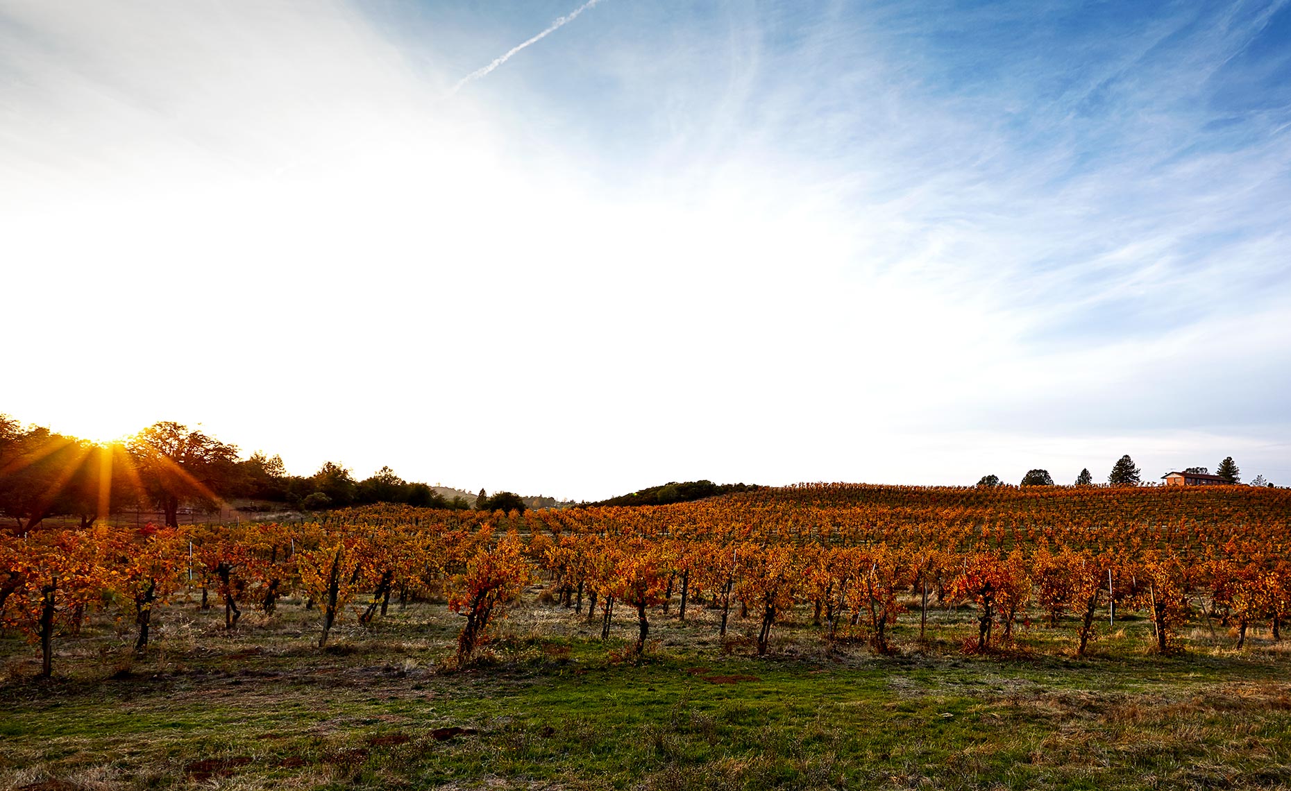 Fall sunset at wine vineyard