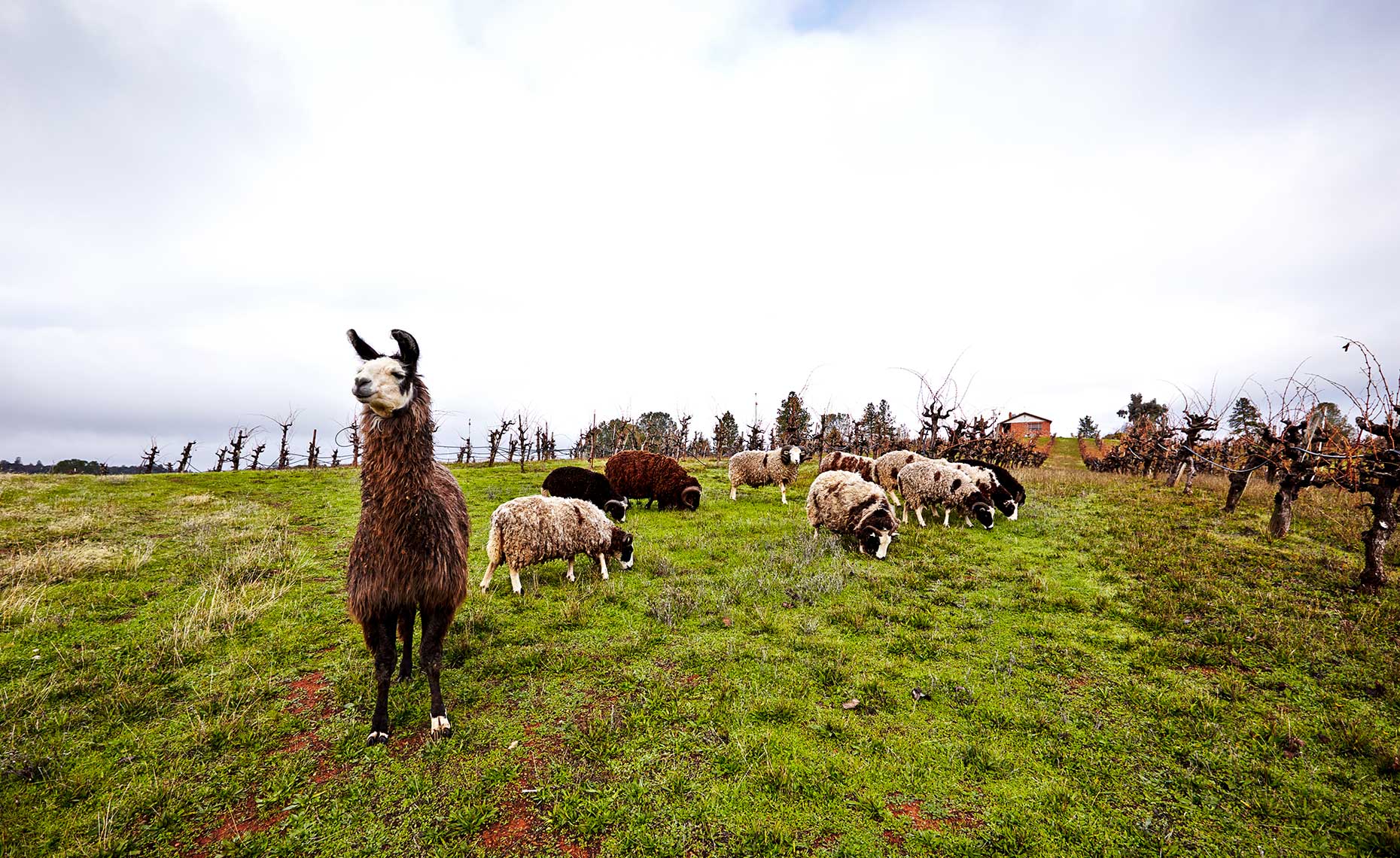 Sheep grazing at the vineyard