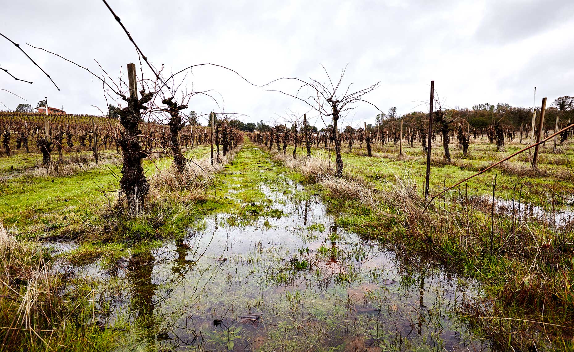 Rain in the vineyard