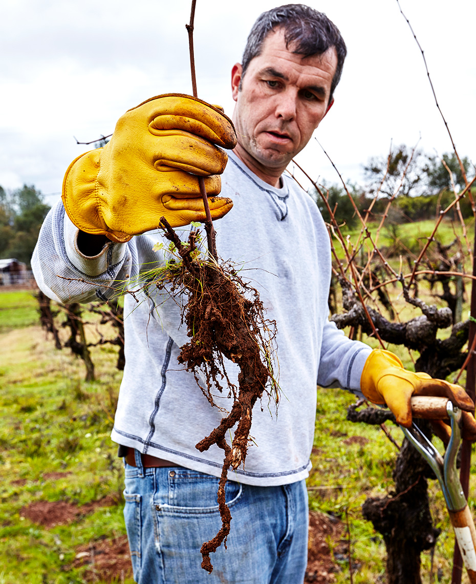 Farmer tending to dormant vines