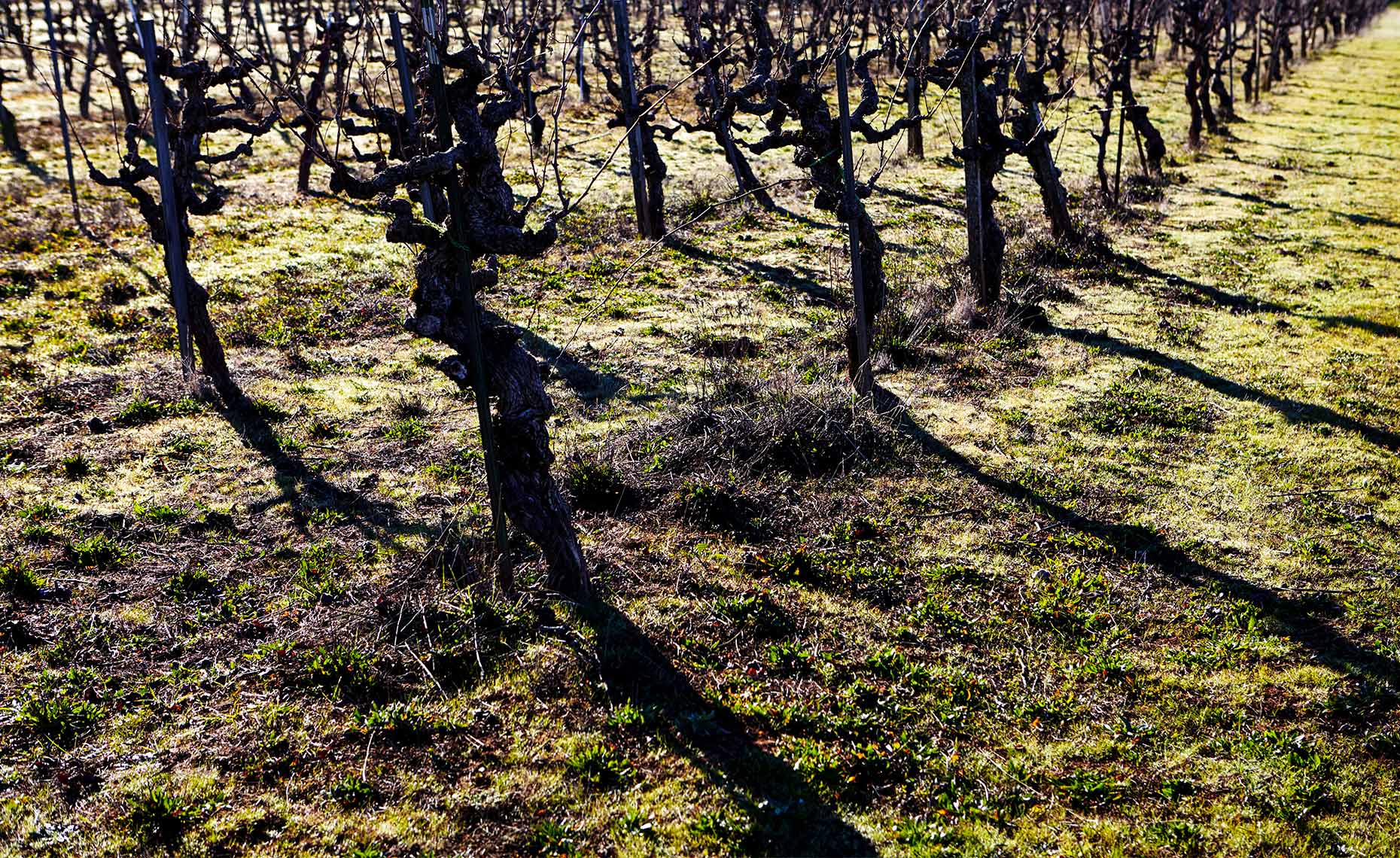 Beautiful repetitive shadows of dormant vines