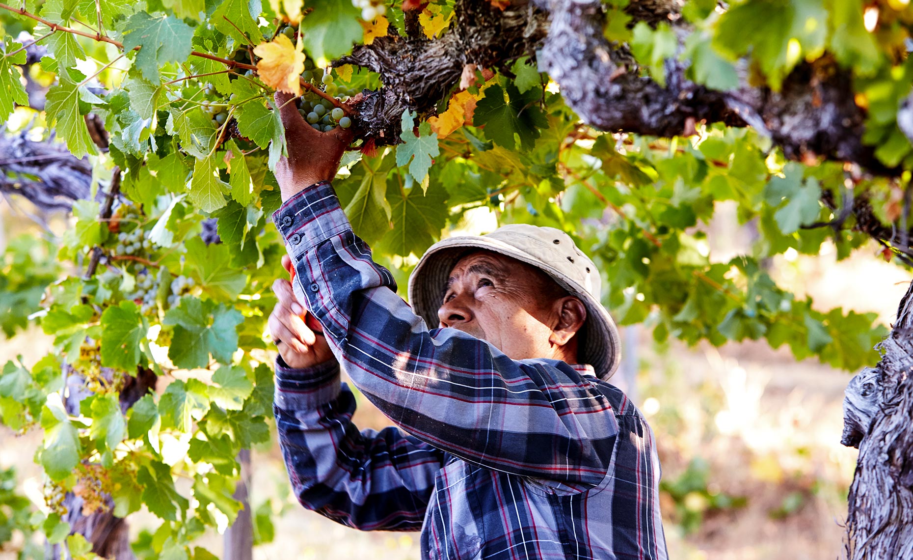 Farm worker harvesting grapes 