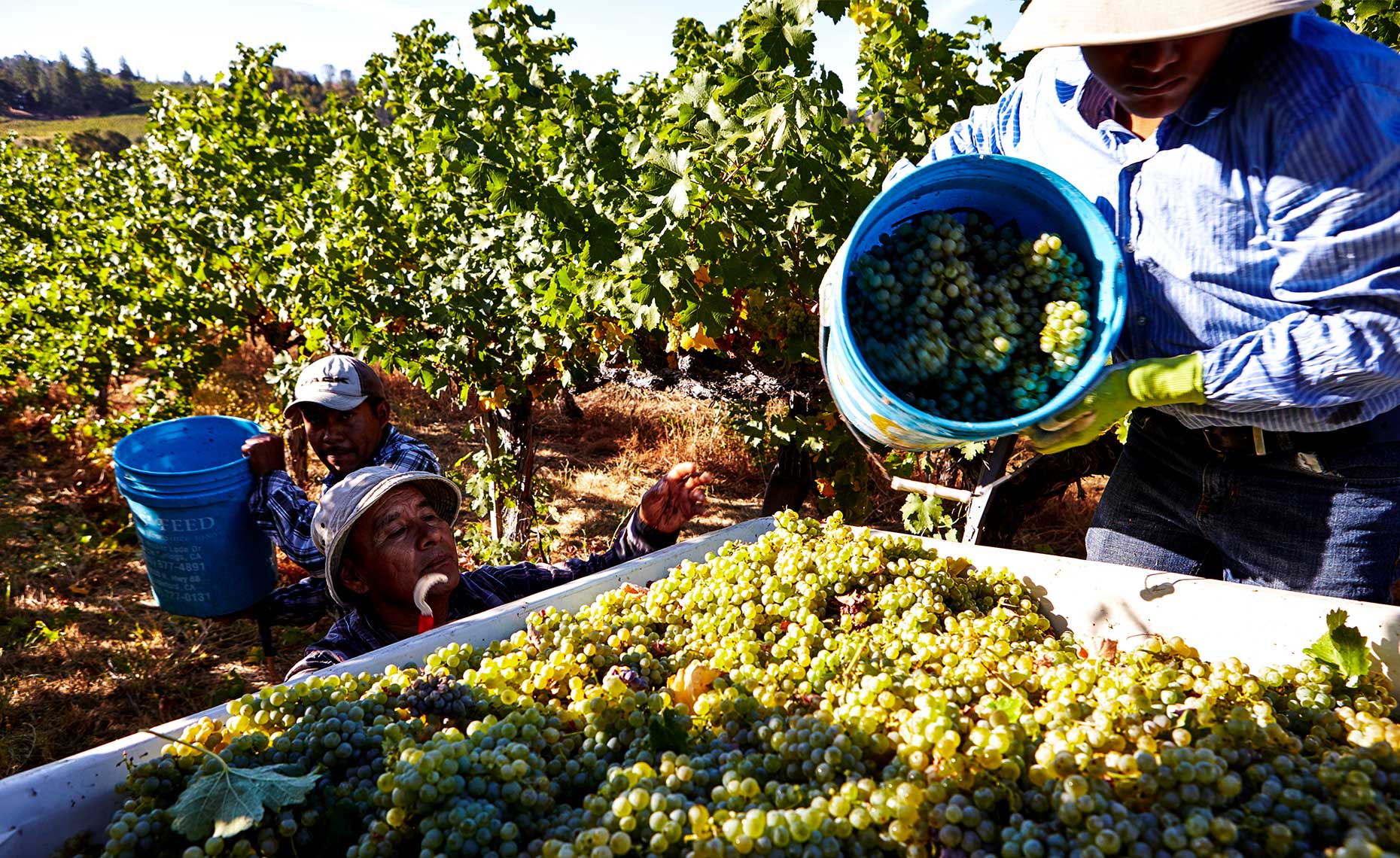 Putting harvested grapes into large bins