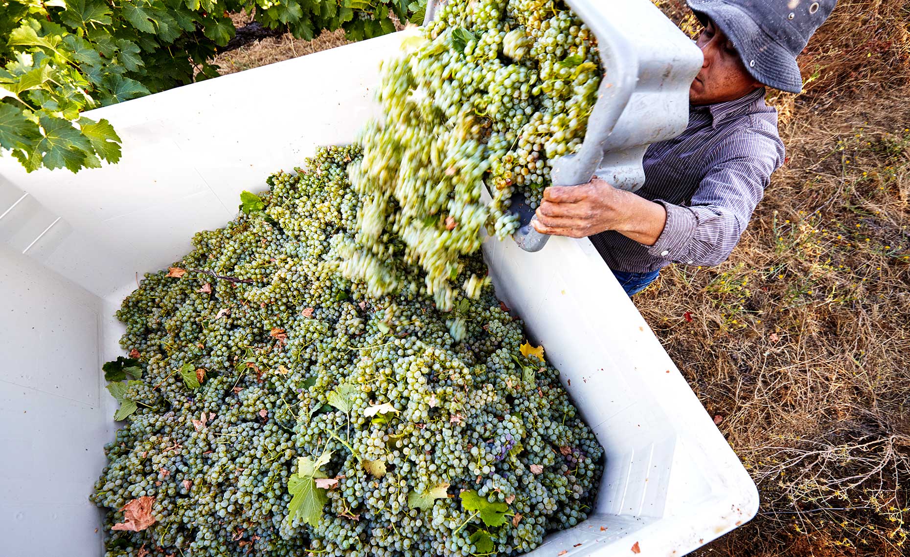 Filling bin with harvested grapes