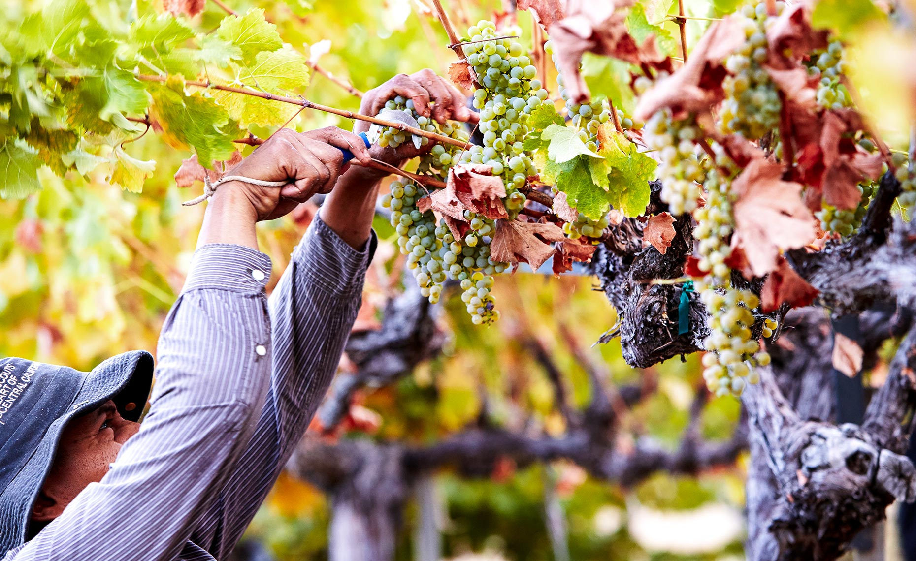 Close-up of farmer harvesting grapes